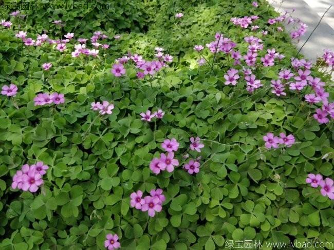 <a href='https://www.lvbad.com/yaocaizhongzi/2335.html' target='_blank'>红花</a>草