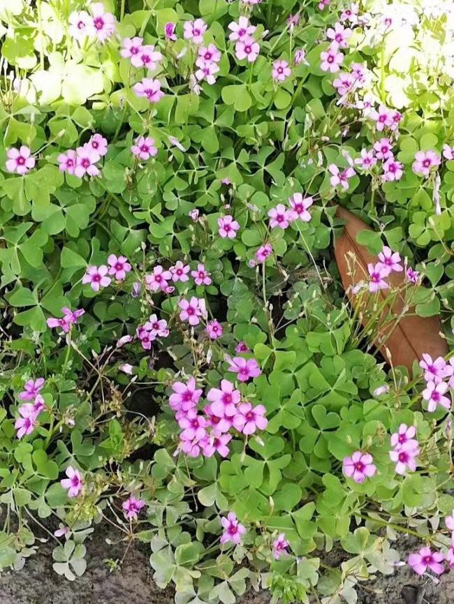 红花草