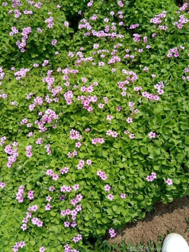 红花草