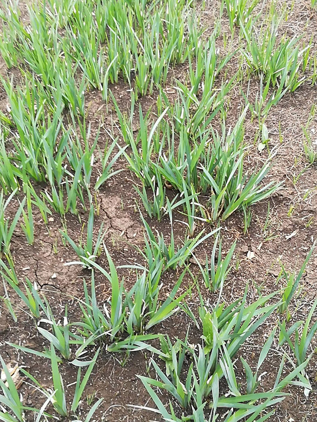 马兰花