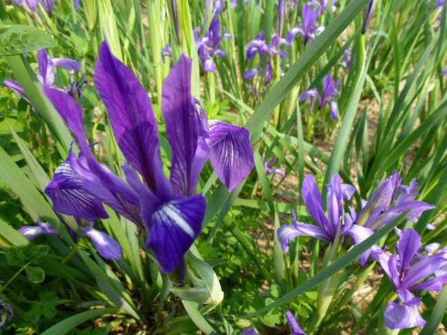 <a href='https://www.lvbad.com/caobenzhiwu/3383.html' target='_blank'>马兰花</a>