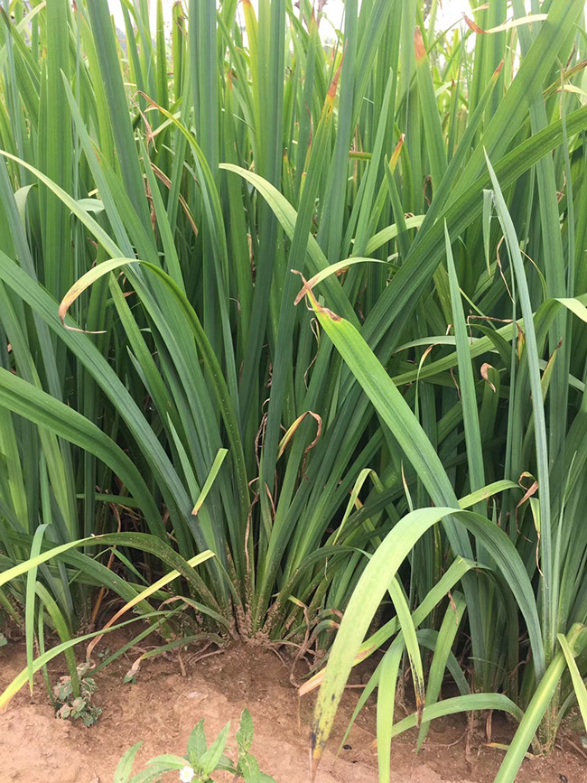 马兰花