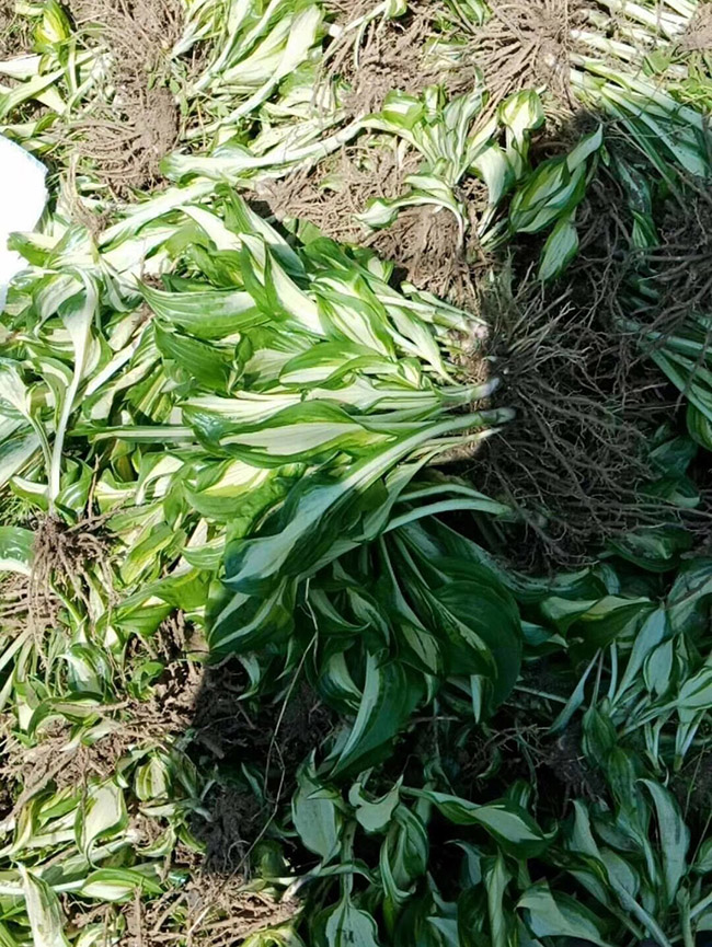 花叶玉簪