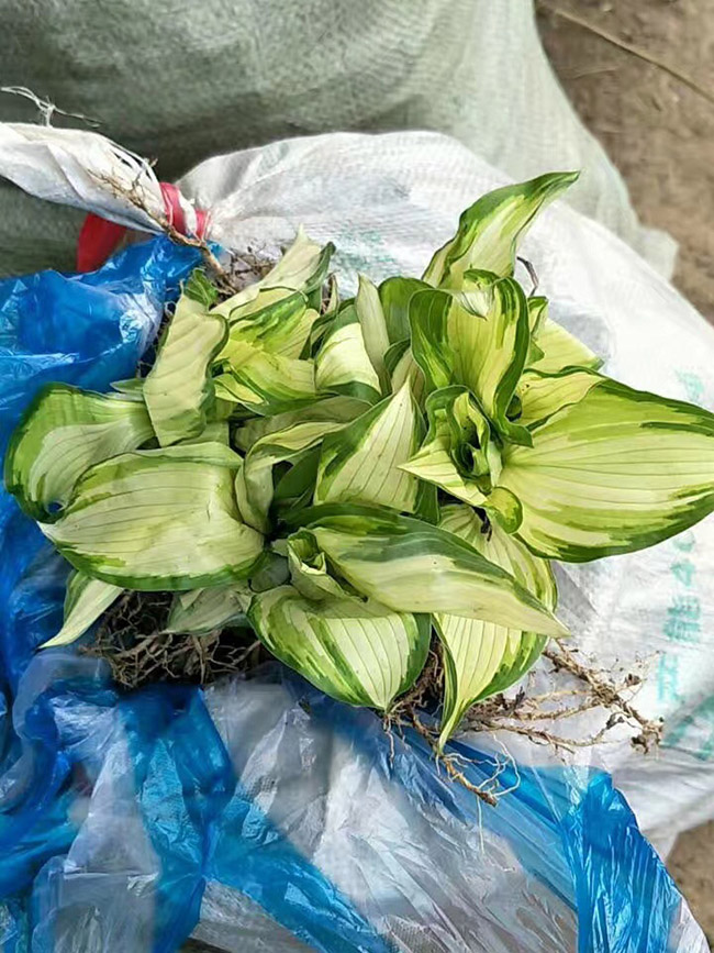 花叶玉簪