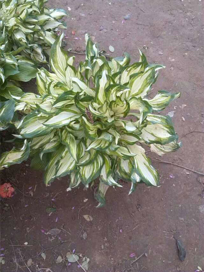 花叶玉簪