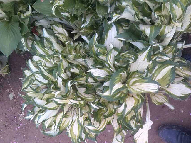 花叶玉簪