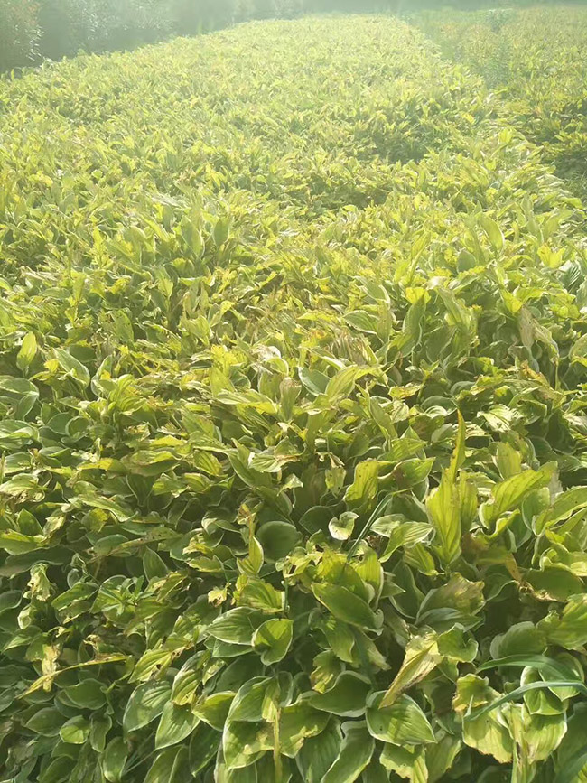 花叶玉簪