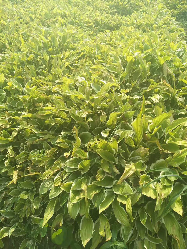 花叶玉簪