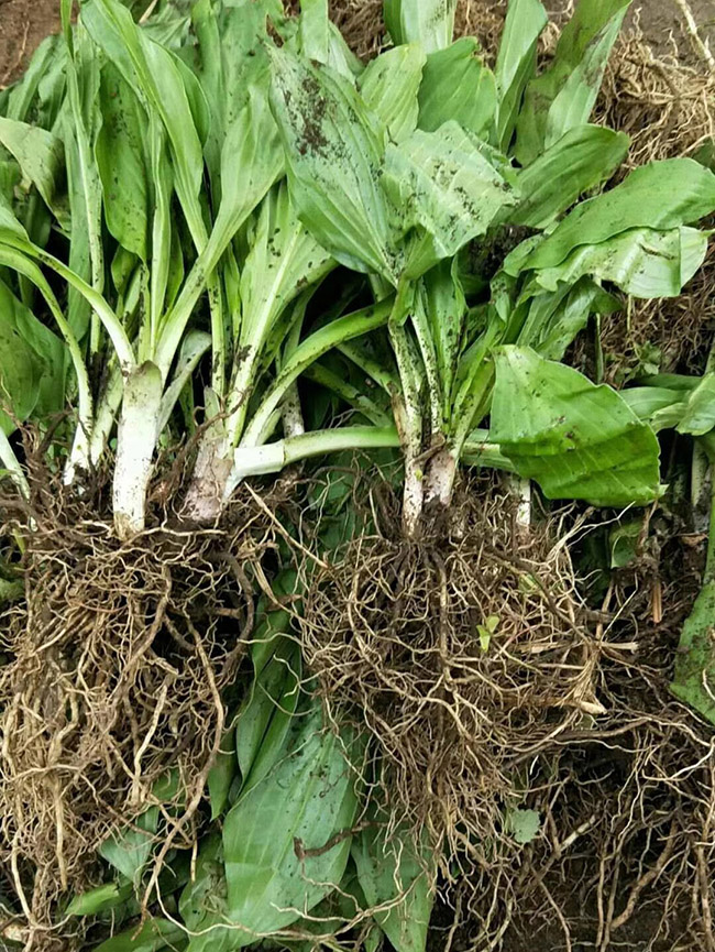 青叶玉簪