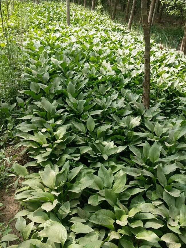 青叶玉簪