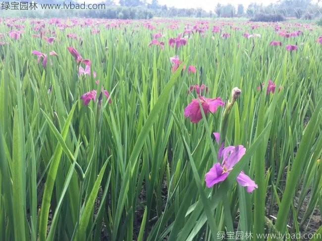 <a href='https://www.lvbad.com/shuishengshuicao/3437.html' target='_blank'>水生鸢尾</a>