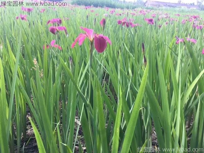 水生<a href='https://www.lvbad.com/caohuazhongzi/1578.html' target='_blank'>鸢尾</a>