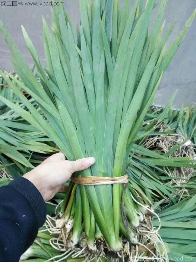 德国鸢尾
