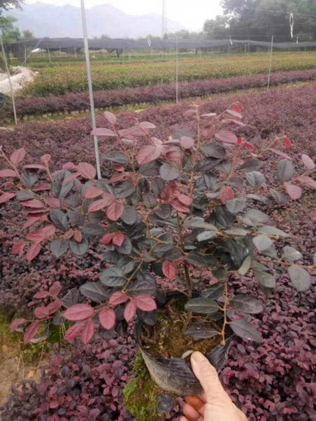 红花继木
