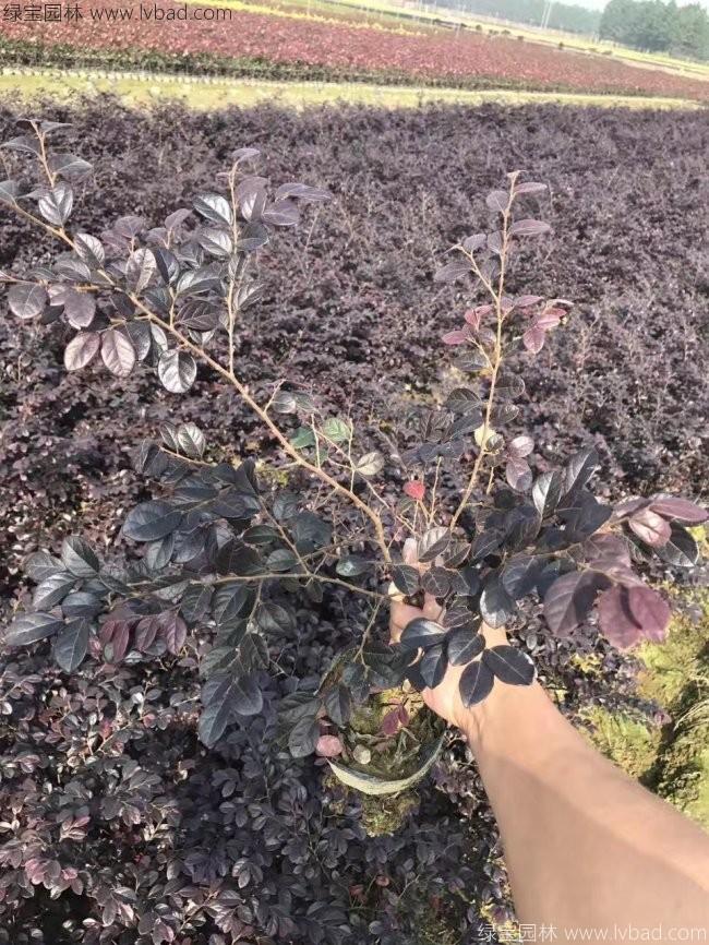 红花继木