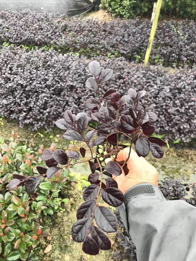 红花继木