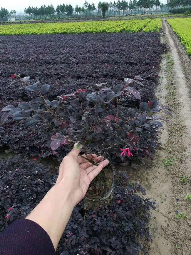 红花继木