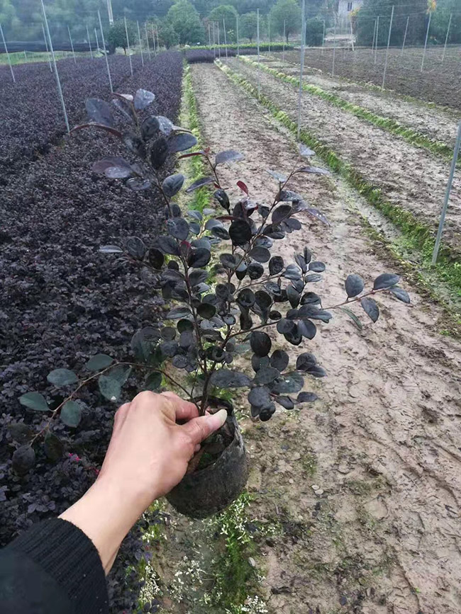 红花继木