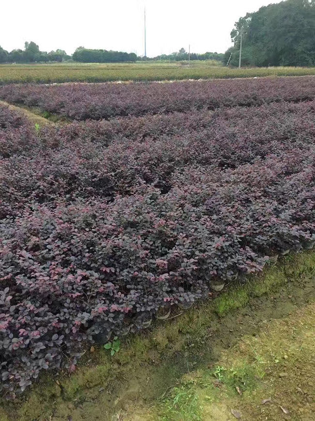 红花继木