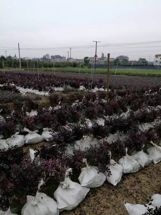 红花继木