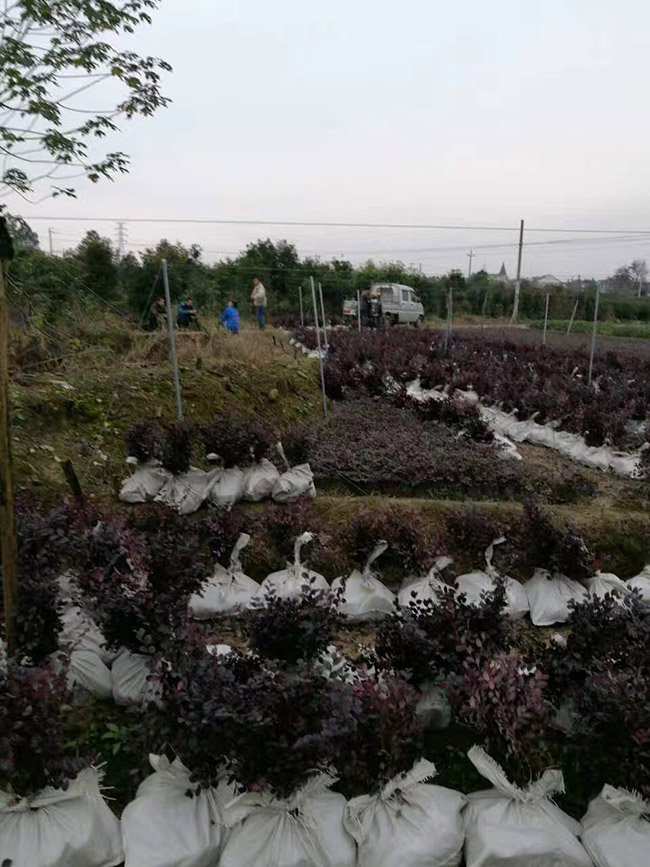红花继木