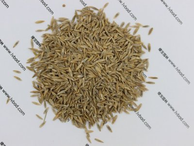 高羊茅种子