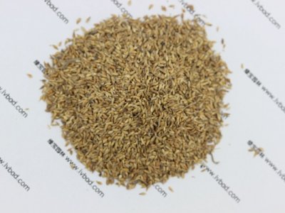 结缕草种子