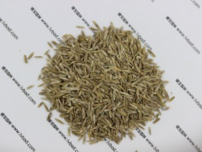 一年生黑麦草种子