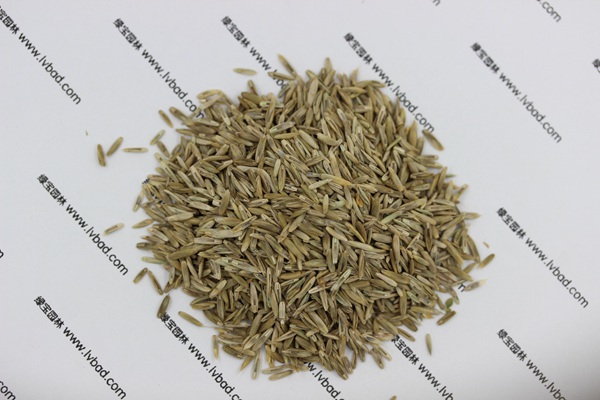 <a href='https://www.lvbad.com/caopingzhongzi/1678.html' target='_blank'>一年生黑麦草</a><a href='https://www.lvbad.com/' target='_blank'>种子</a>