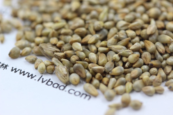 <a href='https://www.lvbad.com/mucaozhongzi/1687.html' target='_blank'>狼尾草</a><a href='https://www.lvbad.com/' target='_blank'>种子</a>