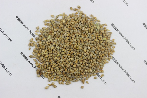<a href='https://www.lvbad.com/mucaozhongzi/1687.html' target='_blank'>狼尾草种子</a>