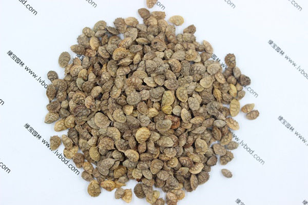 <a href='https://www.lvbad.com/linmuzhongzi/1835.html' target='_blank'>红豆</a>草<a href='https://www.lvbad.com/' target='_blank'>种子</a>