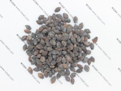 紫茉莉种子