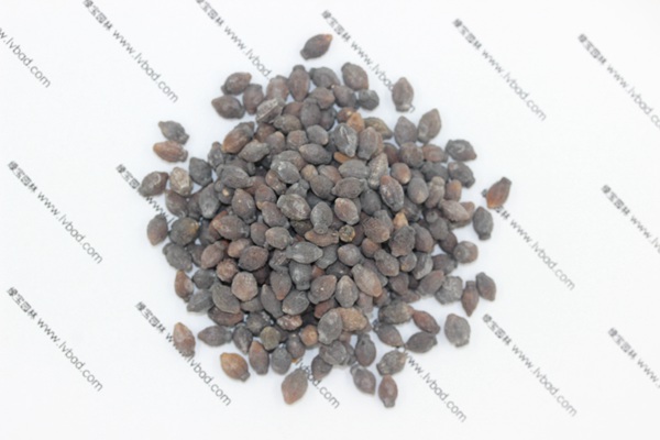 <a href='https://www.lvbad.com/caohuazhongzi/1658.html' target='_blank'>紫茉莉</a><a href='https://www.lvbad.com/' target='_blank'>种子</a>