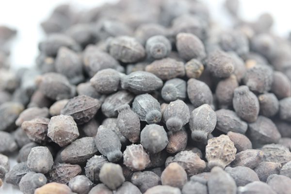 <a href='https://www.lvbad.com/caohuazhongzi/1658.html' target='_blank'>紫茉莉种子</a>