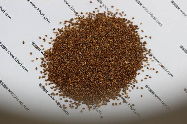 <a href='https://www.lvbad.com/caohuazhongzi/1656.html' target='_blank'>紫花地丁</a><a href='https://www.lvbad.com/' target='_blank'>种子</a>