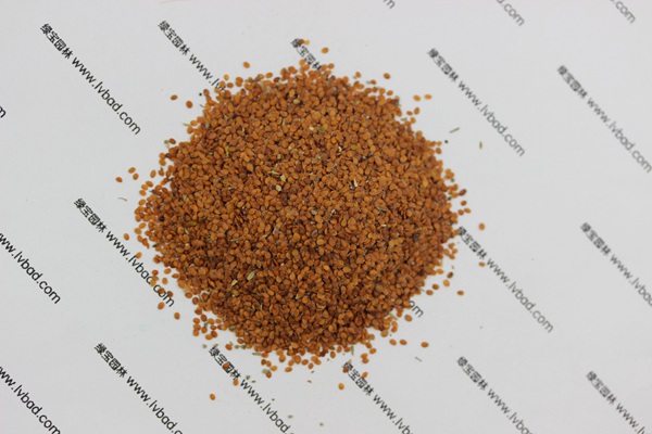 <a href='https://www.lvbad.com/caohuazhongzi/1639.html' target='_blank'>香雪球</a><a href='https://www.lvbad.com/' target='_blank'>种子</a>