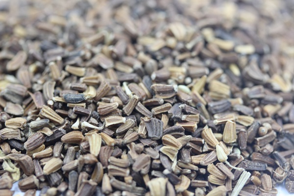 <a href='https://www.lvbad.com/caohuazhongzi/1629.html' target='_blank'>茼蒿菊种子</a>