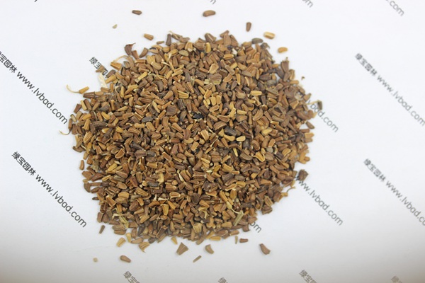 <a href='https://www.lvbad.com/caohuazhongzi/1629.html' target='_blank'>茼蒿菊</a><a href='https://www.lvbad.com/' target='_blank'>种子</a>
