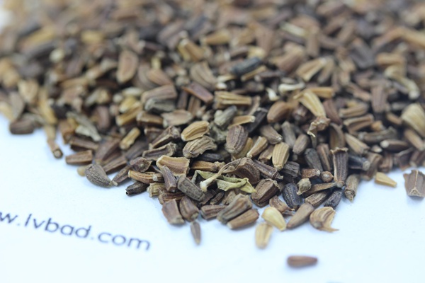 <a href='https://www.lvbad.com/caohuazhongzi/1629.html' target='_blank'>茼蒿菊</a><a href='https://www.lvbad.com/' target='_blank'>种子</a>