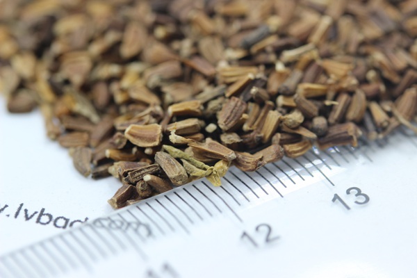 茼蒿菊<a href='https://www.lvbad.com/' target='_blank'>种子</a>