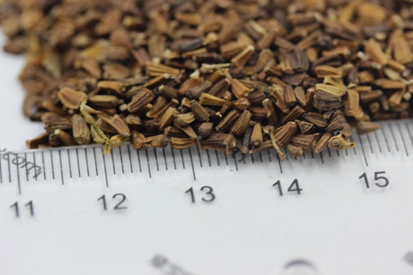 <a href='https://www.lvbad.com/caohuazhongzi/1629.html' target='_blank'>茼蒿菊种子</a>