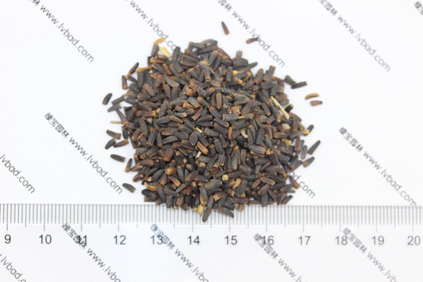<a href='https://www.lvbad.com/caohuazhongzi/1616.html' target='_blank'>日光菊</a><a href='https://www.lvbad.com/' target='_blank'>种子</a>