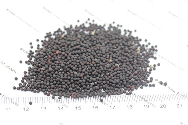 <a href='https://www.lvbad.com/caohuazhongzi/1595.html' target='_blank'>满天星种子</a>