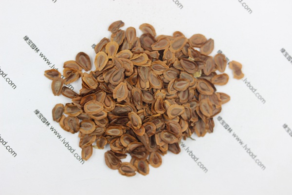 <a href='https://www.lvbad.com/caohuazhongzi/1592.html' target='_blank'>马利筋</a><a href='https://www.lvbad.com/' target='_blank'>种子</a>