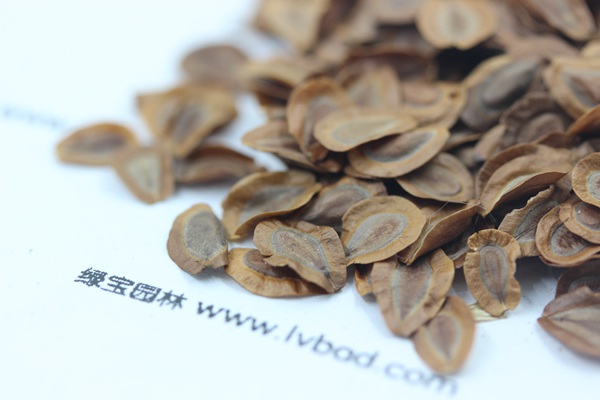 <a href='https://www.lvbad.com/caohuazhongzi/1592.html' target='_blank'>马利筋种子</a>
