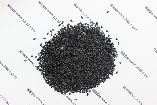 <a href='https://www.lvbad.com/caohuazhongzi/1586.html' target='_blank'>耧斗菜种子</a>