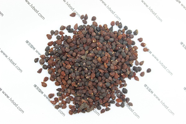 蓝花<a href='https://www.lvbad.com/caohuazhongzi/1578.html' target='_blank'>鸢尾</a><a href='https://www.lvbad.com/' target='_blank'>种子</a>