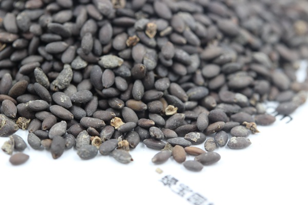 <a href='https://www.lvbad.com/caohuazhongzi/1576.html' target='_blank'>蓝花鼠尾草种子</a>