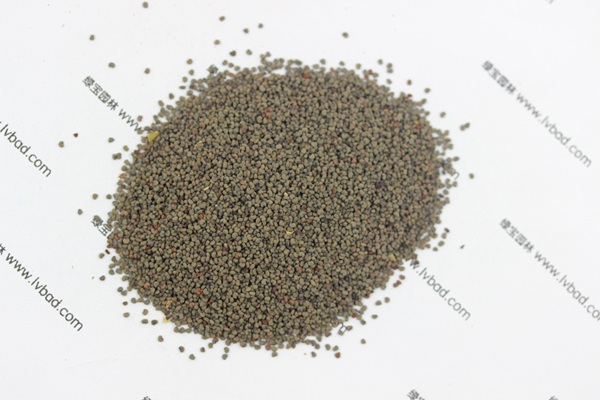 <a href='https://www.lvbad.com/caohuazhongzi/1567.html' target='_blank'>剪秋萝种子</a> <a href='https://www.lvbad.com/caohuazhongzi/1567.html' target='_blank'>剪秋萝</a><a href='https://www.lvbad.com/' target='_blank'>种子</a>